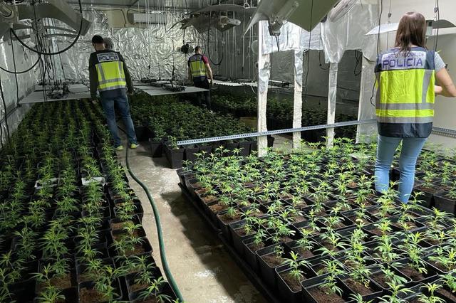 Un detenido y dos plantaciones de marihuana desmanteladas