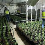 Un detingut i dos plantacions de marihuana desmantellades