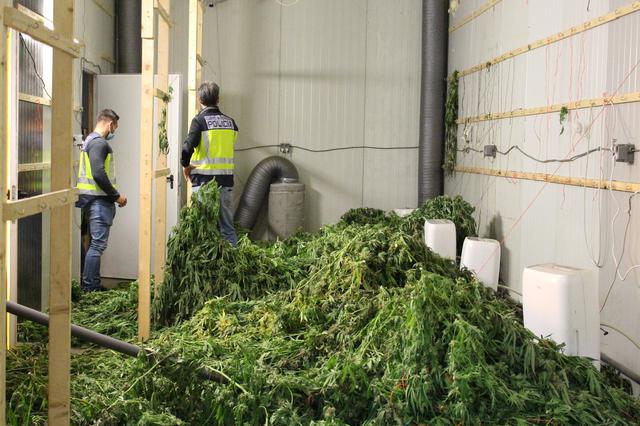 Desmantellen una plantació de marihuana indoor amb més de 4.600 plantes
