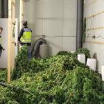 Desmantelan una plantación de marihuana indoor con más de 4.600 plantas 