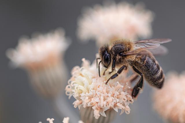 Fallece un ciclista al tragarse una abeja