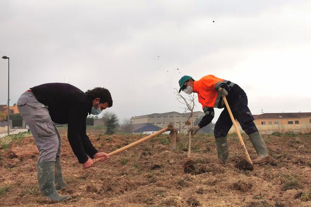 Albaida recupera los olmos con la plantación de más de 150 ejemplares 