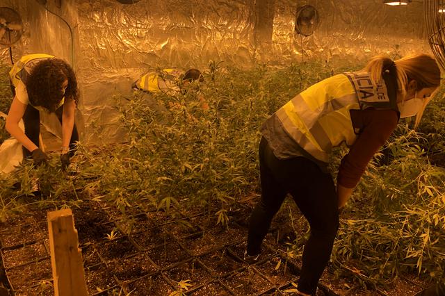 Intervienen más de 2.100 plantas de marihuana