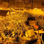 Desmantelan un laboratorio de plantas de marihuana