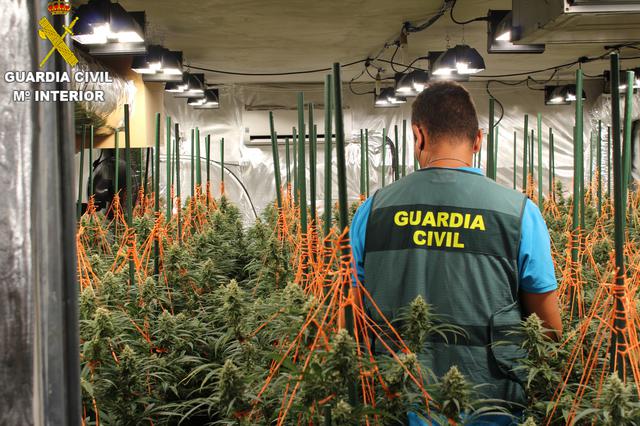 Un detenido en Agullent tras descubrir que tenía 230 plantas marihuana