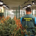 Un detenido en Agullent tras descubrir que tenía 230 plantas marihuana