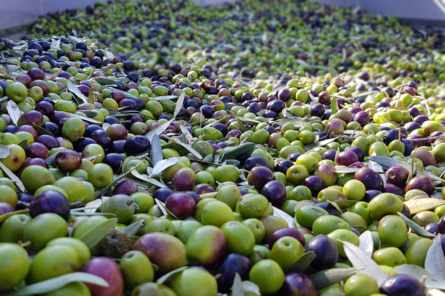 La humedad de 2021 perjudica la campaña de la aceituna y se recogen 510.000 kilos menos 