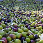 La humitat de 2021 perjudica la campanya de l'oliva i s'arrepleguen 510.000 kg menys