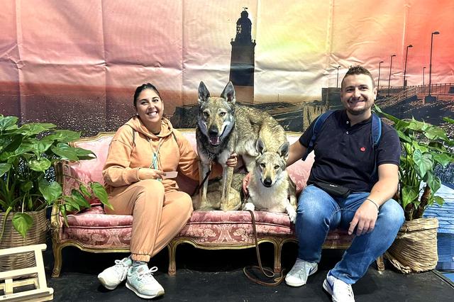 Bianca, el perro lobo checoslovaco ontinyentí, se proclama campeona de Gibraltar