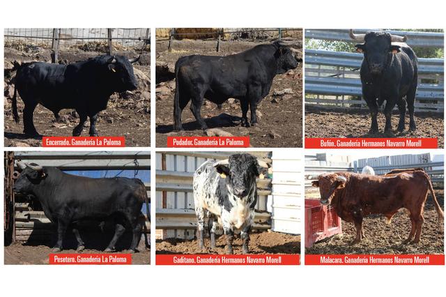 La Paloma y Hermanos Navarro Morell, ganaderías del Bou de la Purísima 2022