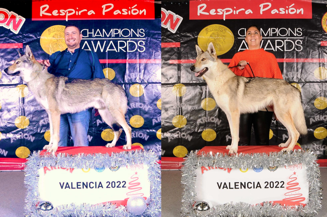 Alfa, el perro lobo checoslovaco ontinyentí, mejor macho de la Exposición de Valencia