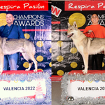 Alfa, el gos llop txecoslovac ontinyentí, millor mascle de l'Exposició de València