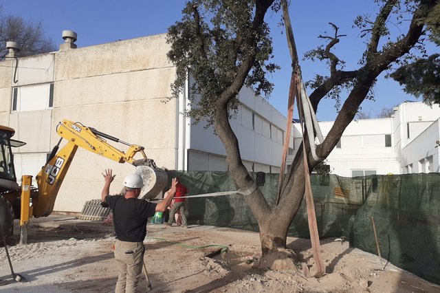Rescatan la carrasca centenaria del colegio Bonavista de Ontinyent 