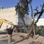Rescaten la carrasca centenària del col·legi Bonavista d'Ontinyent 