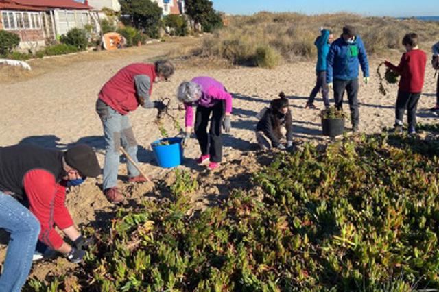 Restauren l’hàbitat del corriol camanegre per a l’època de cria 