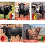 Cinco toros de cuatro ganaderías diferentes