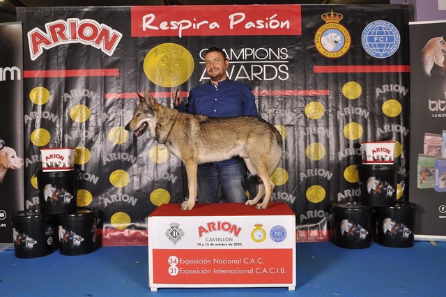 Éxito para el perro lobo checoslovaco ontinyentí, Alfa, en la Exposición de Castellón