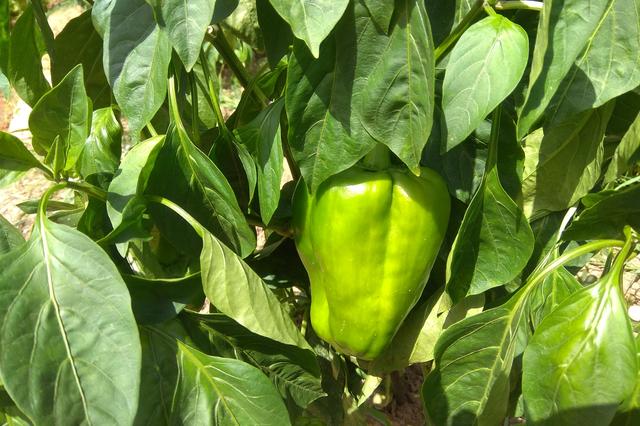 El consum dels primers aliments d’origen americà a Ontinyent: pimentons i tomates