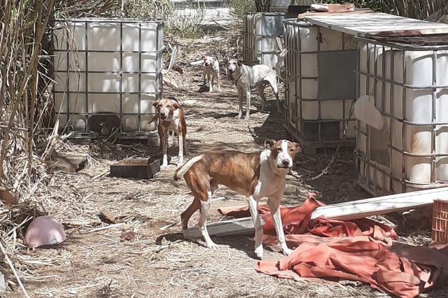 Sanción pionera en Ontinyent por dejar cuatro perros atados a bidones de agua