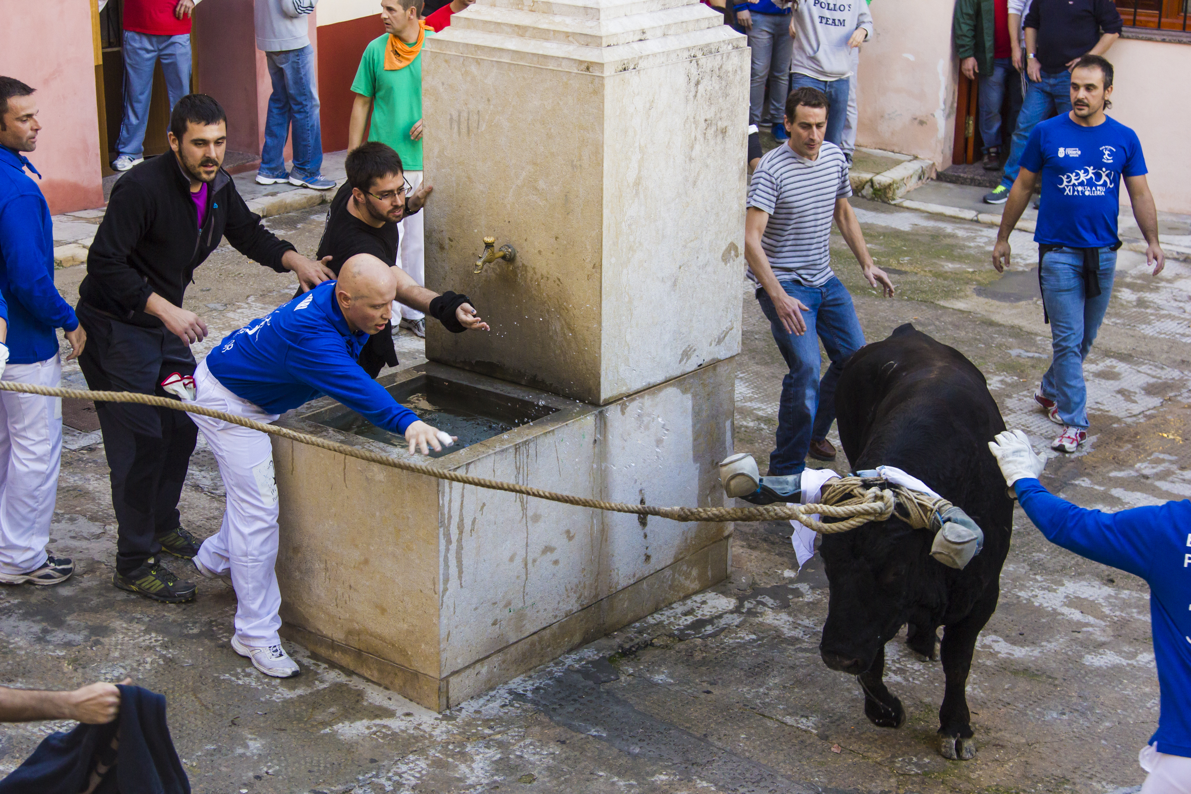 El bou, en la Vila. Foto: Sergio Francés