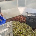 La Cooperativa de Ontinyent recoge más de 1'2 millones kg de aceituna en 15 días