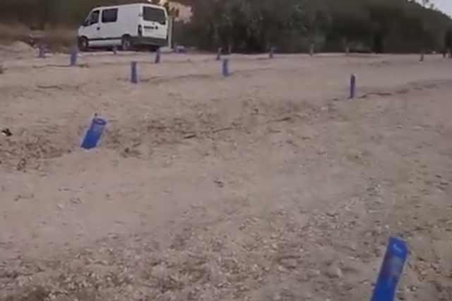 Els javalís arranquen la meitat dels plançons de bresquilla