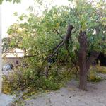 El viento deja más de 20 incidencias en Ontinyent