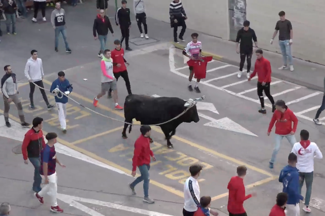 El bou recorre els carrers d'Ontinyent