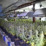 Jutgen a dos empresaris d'Ontinyent per cultivar 1.341 plantes de marihuana 