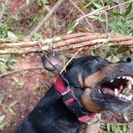 Investiguen la mort d'un gos amb llaços trampa a l'Olleria 