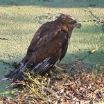 Encuentran un águila en la piscina de una "caseta" de Ontinyent