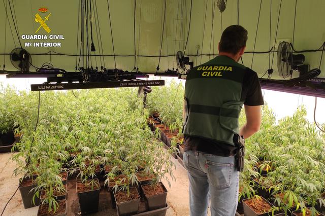 Desmantellen una plantació de marihuana