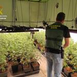 Desmantelan una plantación de marihuana