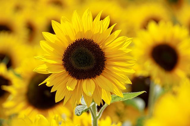 Fontanars dels Alforins organiza una quedada para fotografiar girasoles