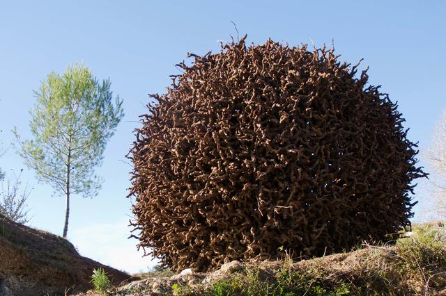 Carrícola lanza una nueva edición del Biodivers (FestiArt)