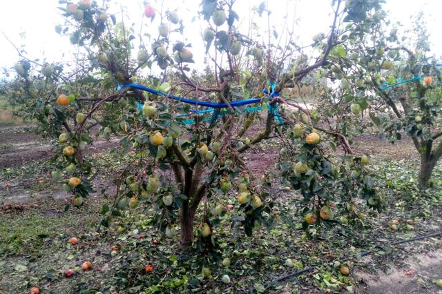 La tormenta y granizo causan pérdidas de hasta el 100% en el caqui de la Vall