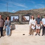 Un nuevo atropello a un jabalí en Bocairent