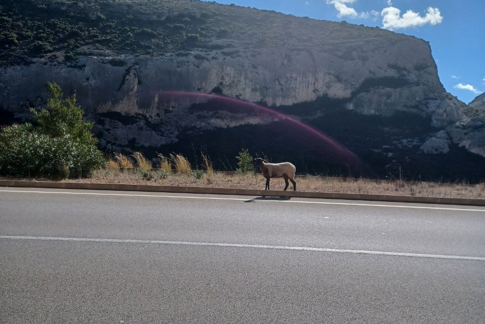 La oveja, en la carretera entre Ontinyent y Bocairent