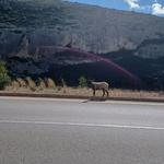 ¿Qué le ha pasado a la 'dueña' de la carretera entre Ontinyent y Bocairent?