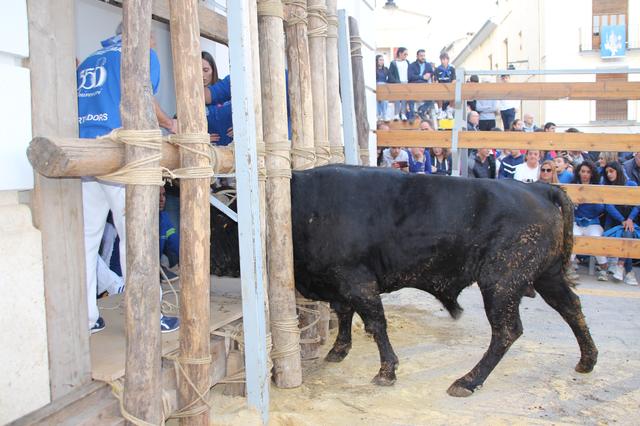 La Embolà inicia los festejos del "bou en corda" en Ontinyent
