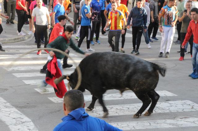 Ontinyent vive un intenso sábado de "bou en corda"