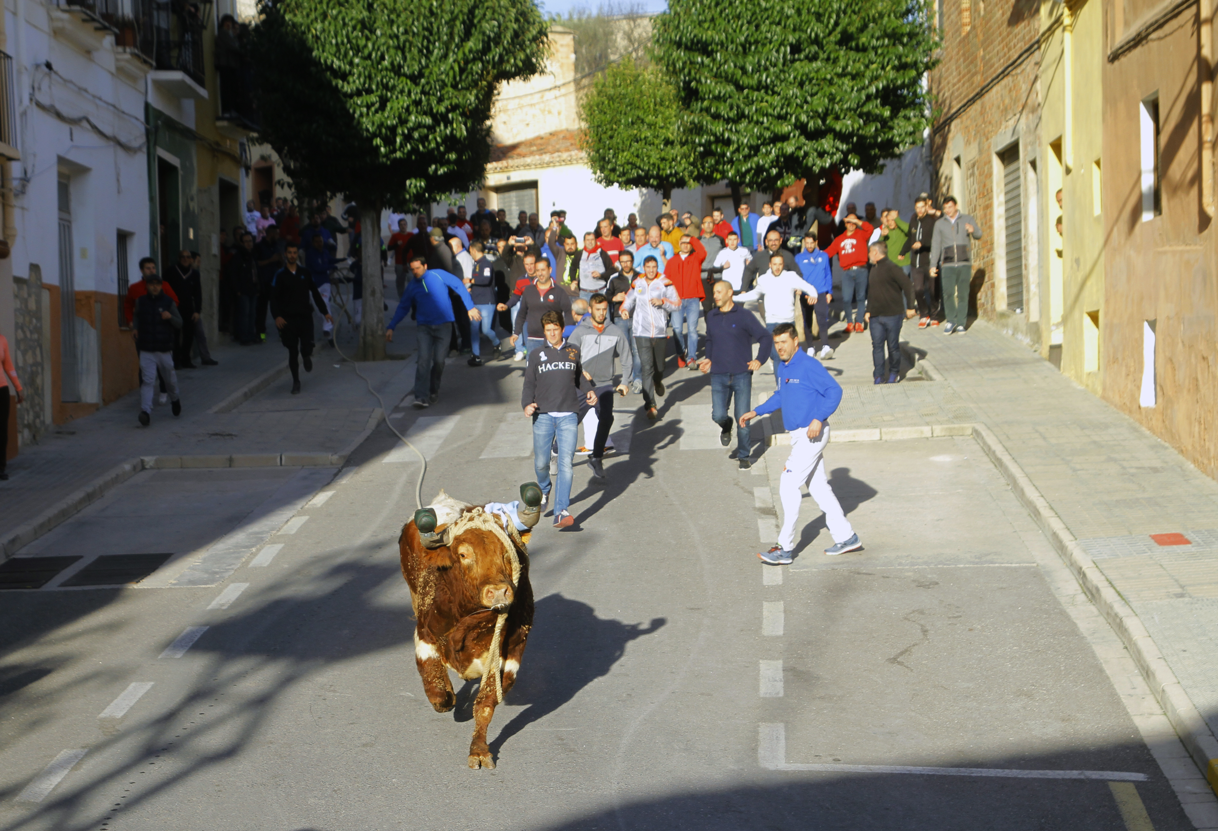 Bou de la Purísima. Ontinyent