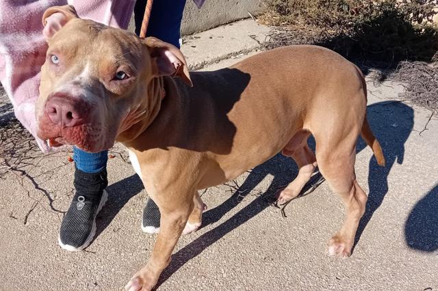 Encuentran en Ontinyent un perro con síntomas de maltrato