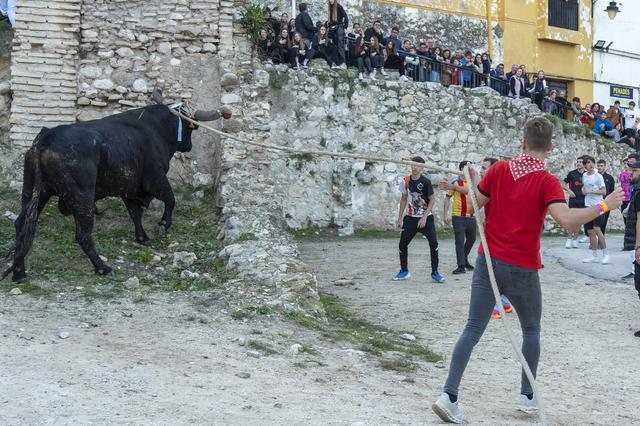 El bou d'Ontinyent tanca amb 8 atencions