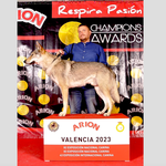 El gos ontinyentí Alfa, el millor de la seua raça en Espanya en 2023