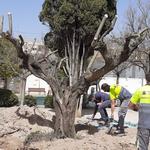 Ontinyent recupera cinco olivos de espacios afectados por obras públicas