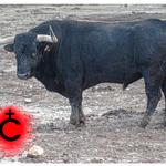 El Bou dels Penyes exhibirà 5 bous de quatre ramaderies