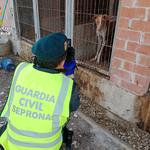 Investigan a un hombre en Aielo por maltrato animal