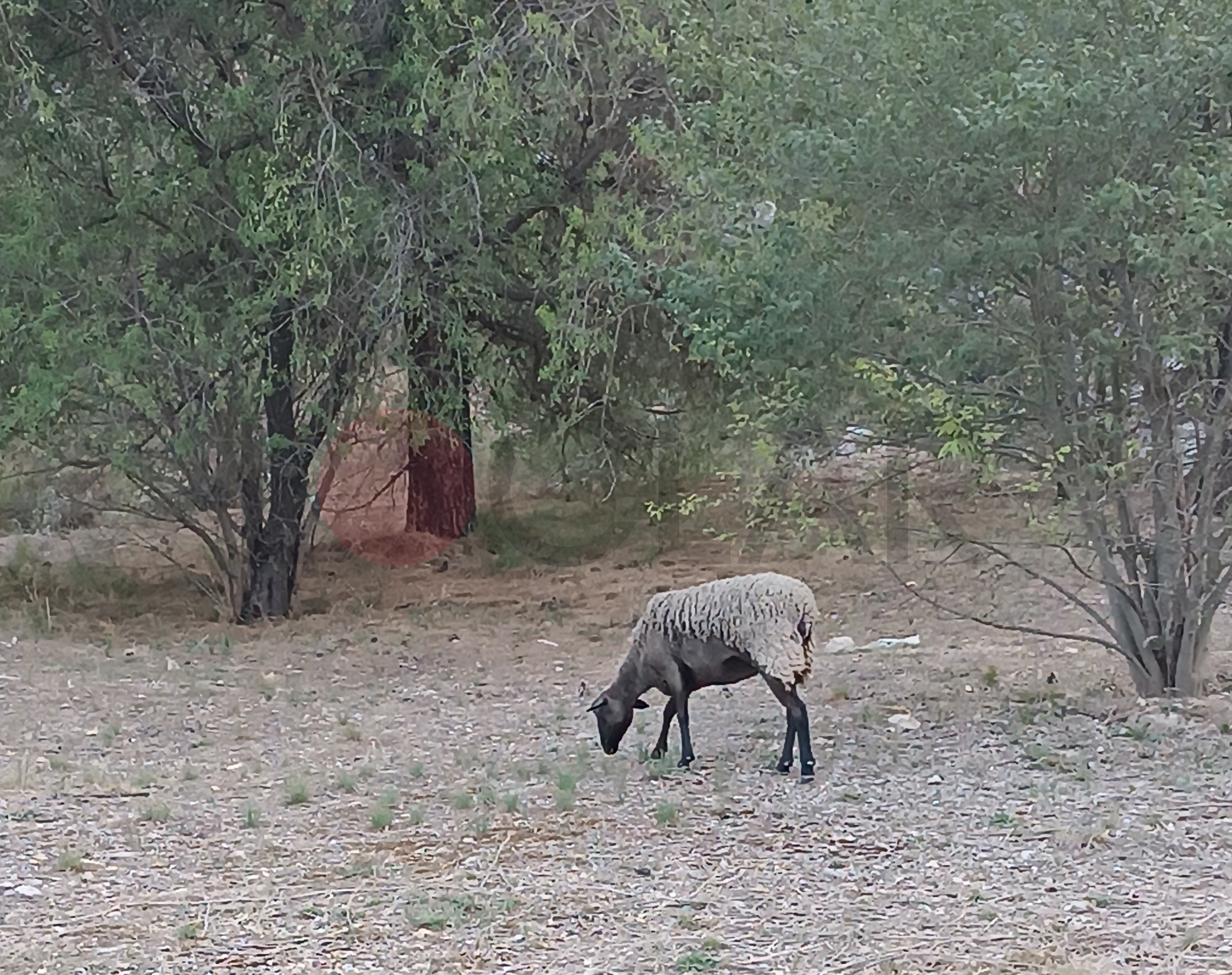 La oveja, en la CV81 entre Ontinyent y Bocairent