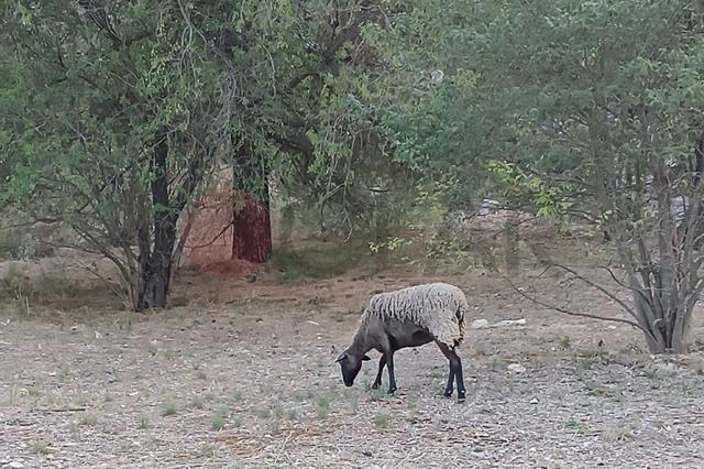 L'ovella 'ocupa' compleix un any en la CV81 entre Ontinyent i Bocairent